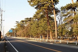 祇園原の松林