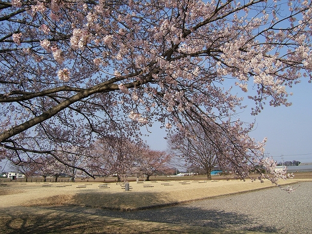 国分尼寺跡の桜の写真