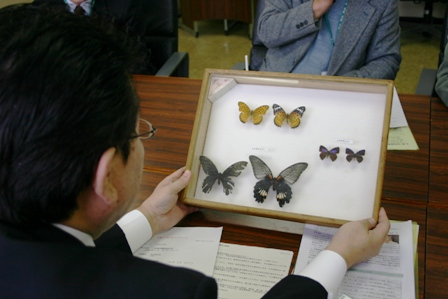 蝶の標本を見る様子の写真 蝶の標本を見る様子の写真