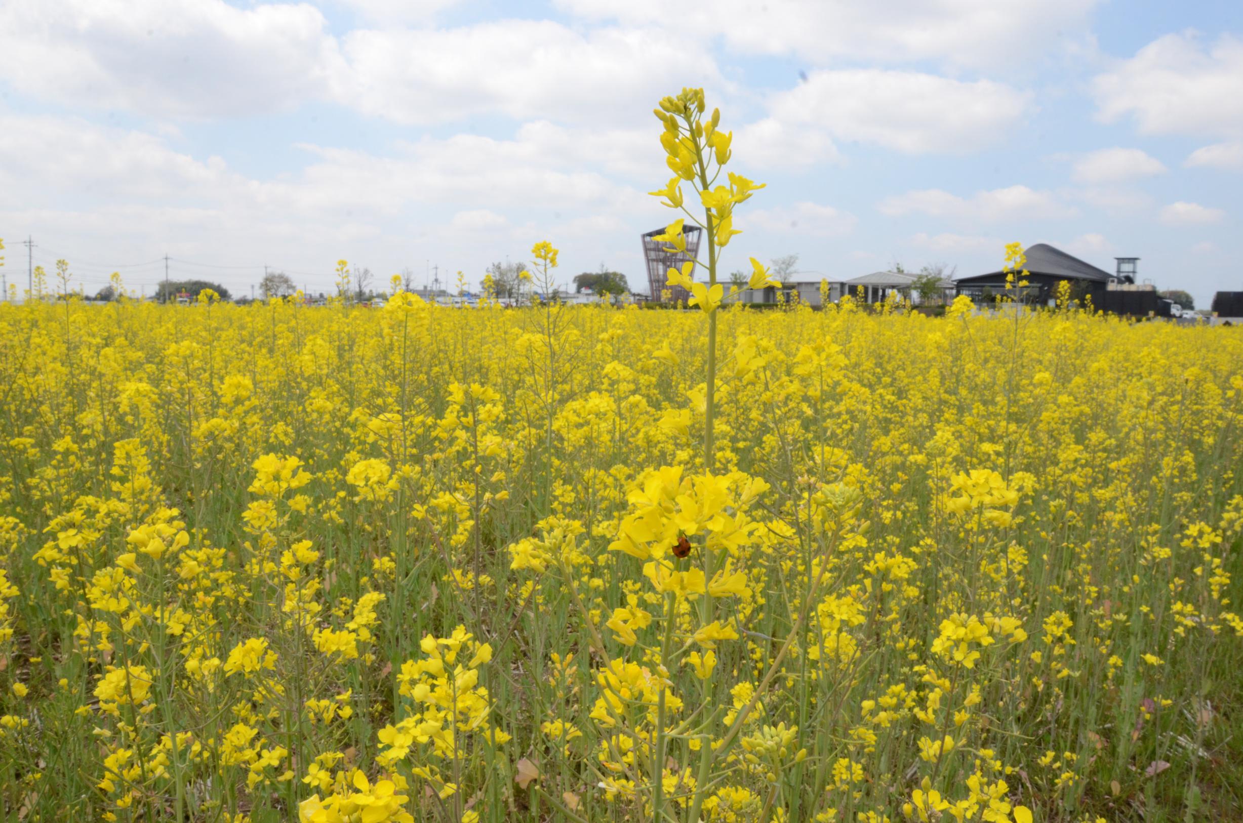 てんとう虫と菜の花と虹の棟 てんとう虫と菜の花と虹の棟