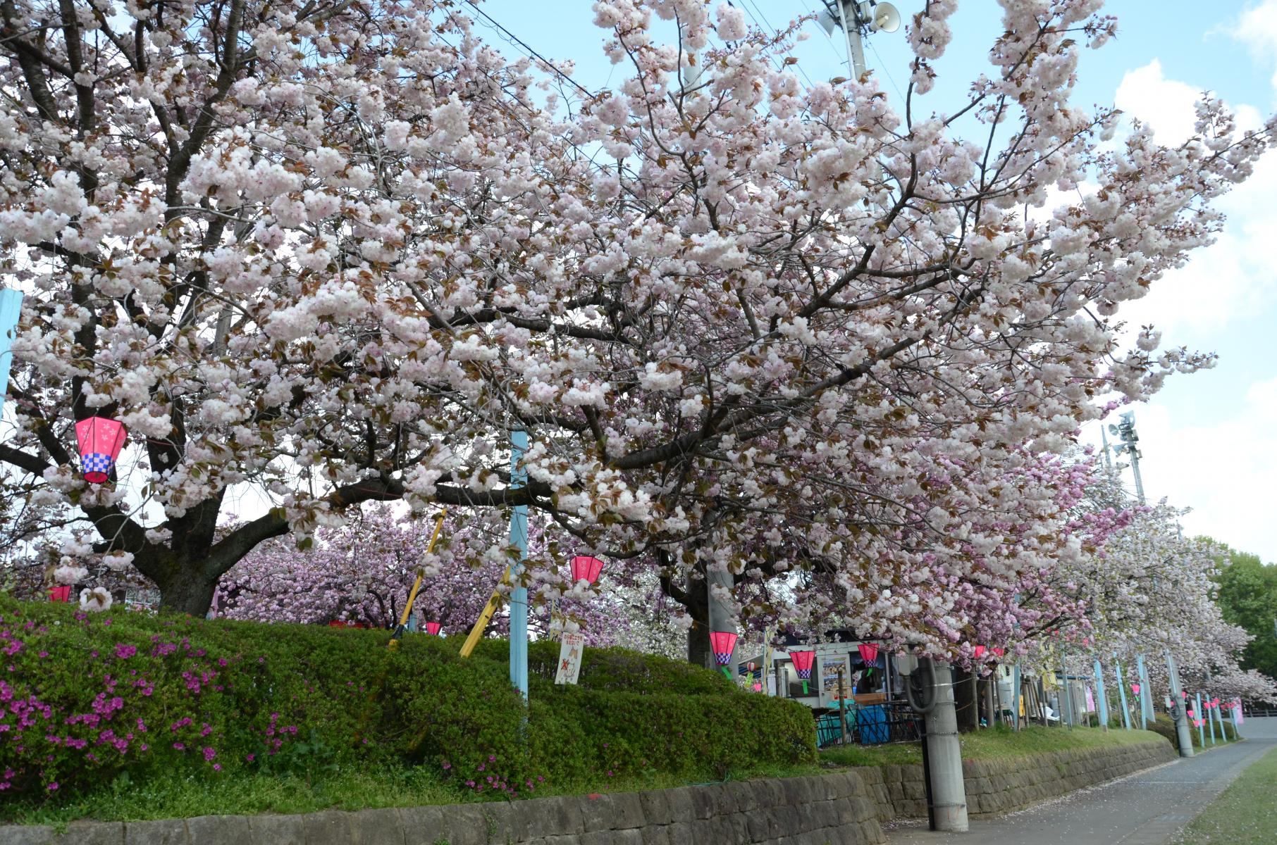花広場東側から満開の八重桜 花広場東側から満開の八重桜