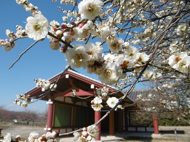 市制施行20周年記念 第19回下野薬師寺跡梅まつりを開催します