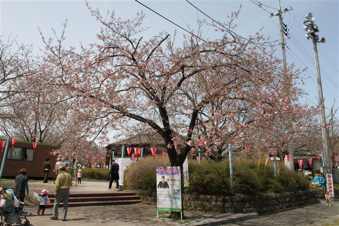 八重桜-1