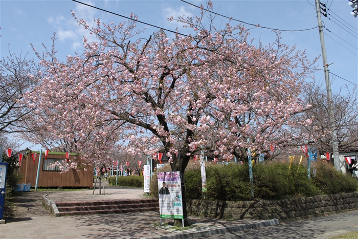 八重桜-3