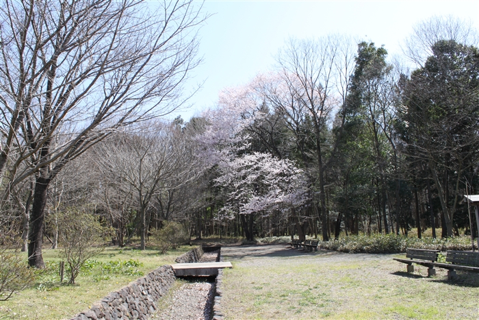 山桜-1