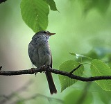 市の鳥：うぐいす