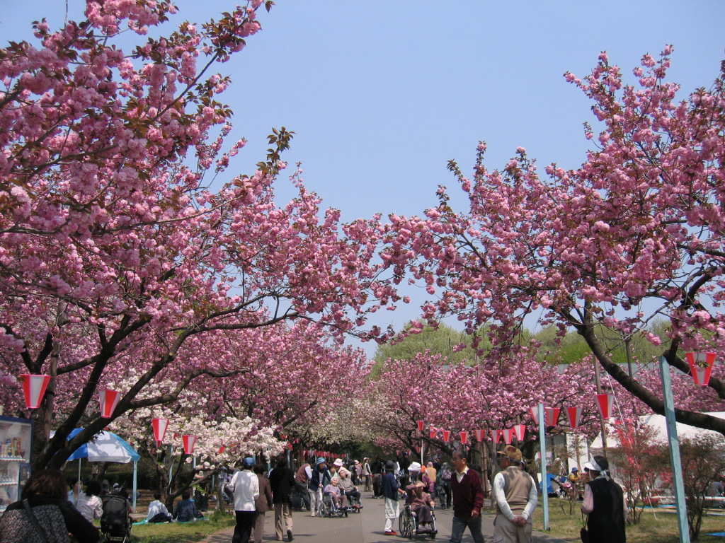 天平 の 花 まつり