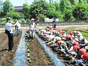 3・4年生 エゴマの移植の写真