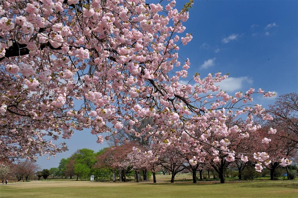 満開の桜の様子