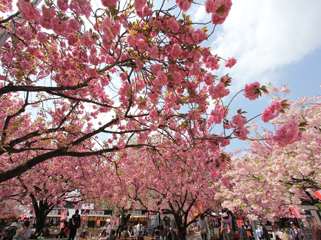 花広場の桜の様子