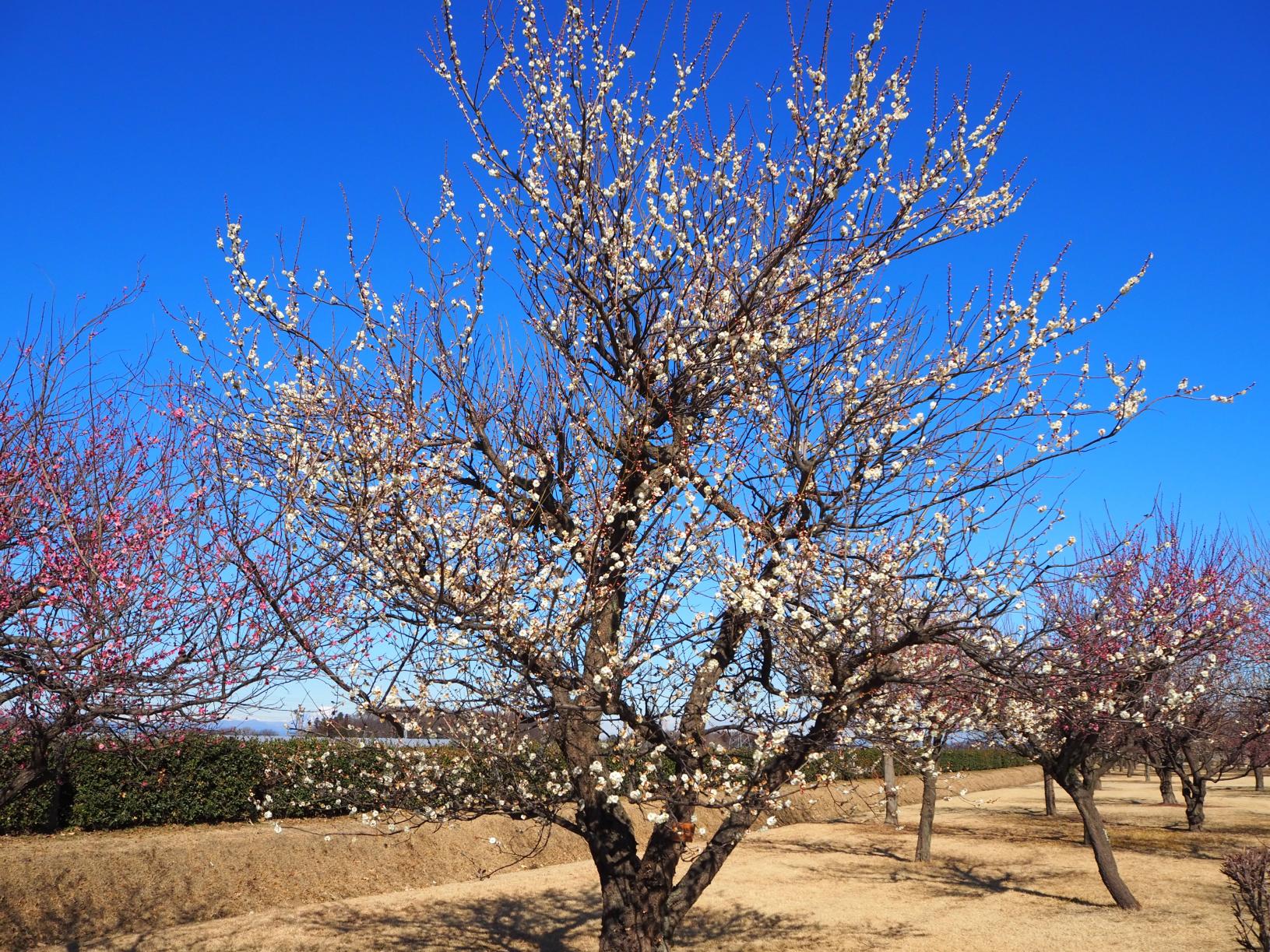 下野薬師寺跡（梅の開花）