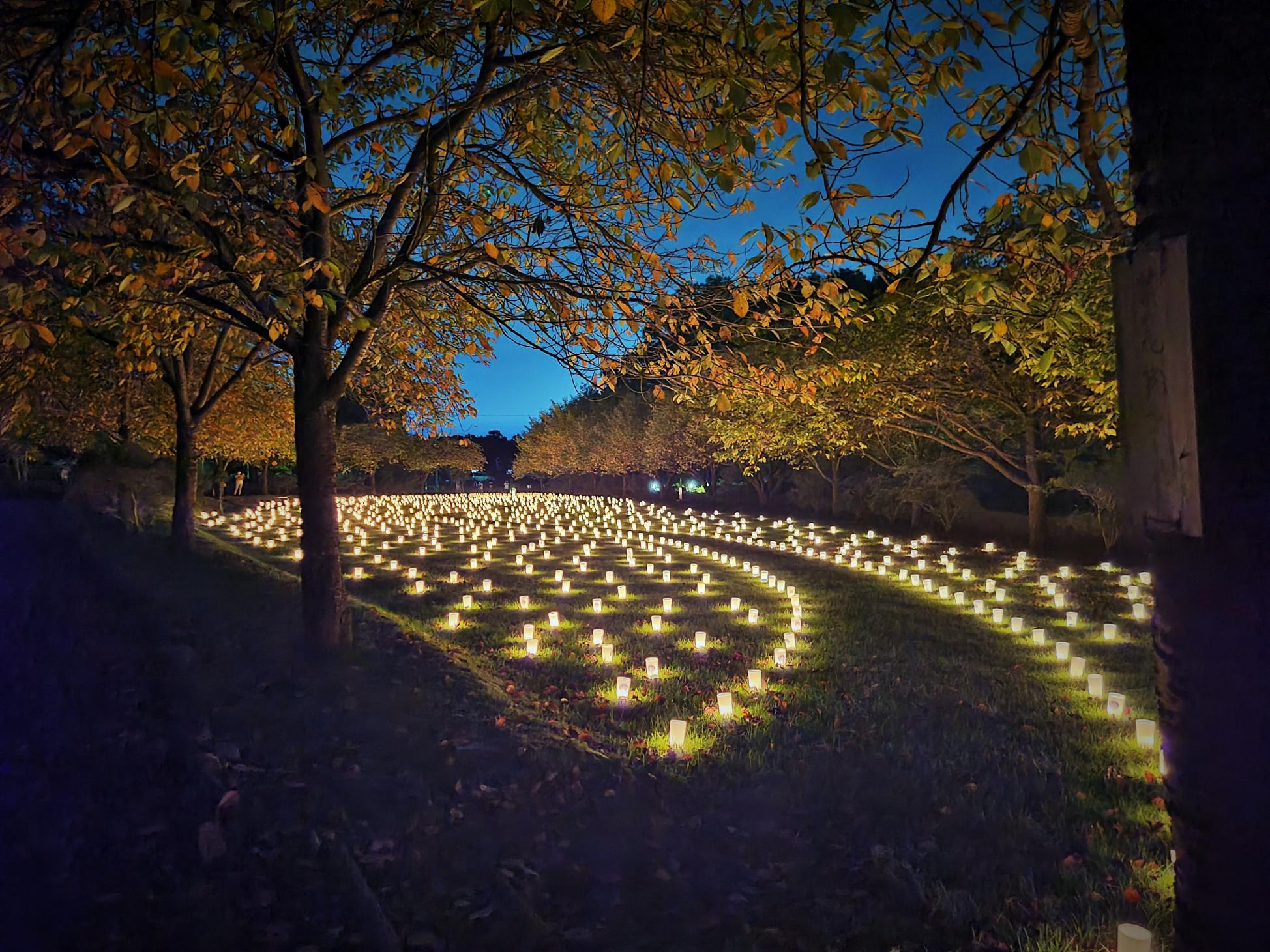 八重桜燈場の様子