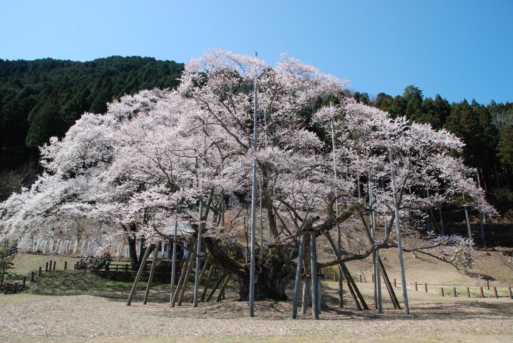 根尾谷淡墨桜