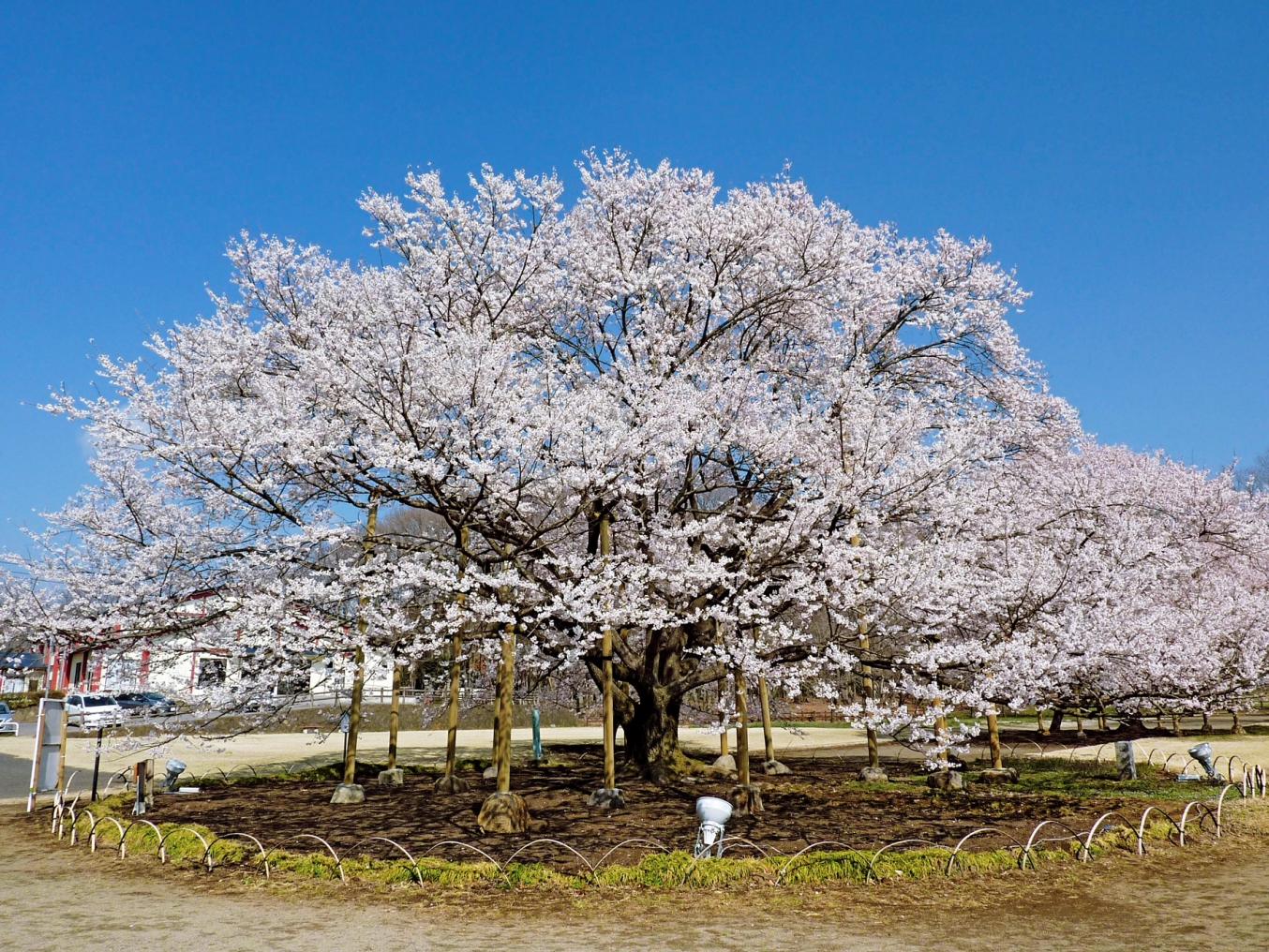 下野淡墨桜