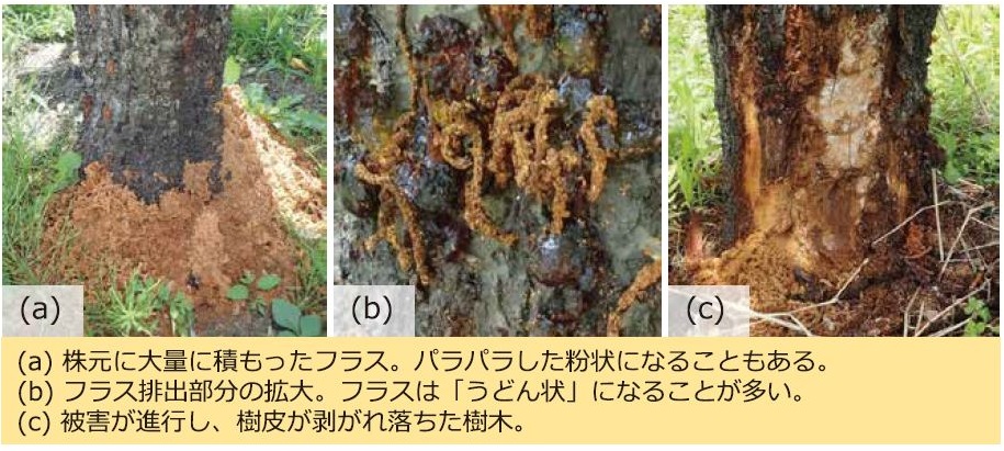 キャプチャフラス