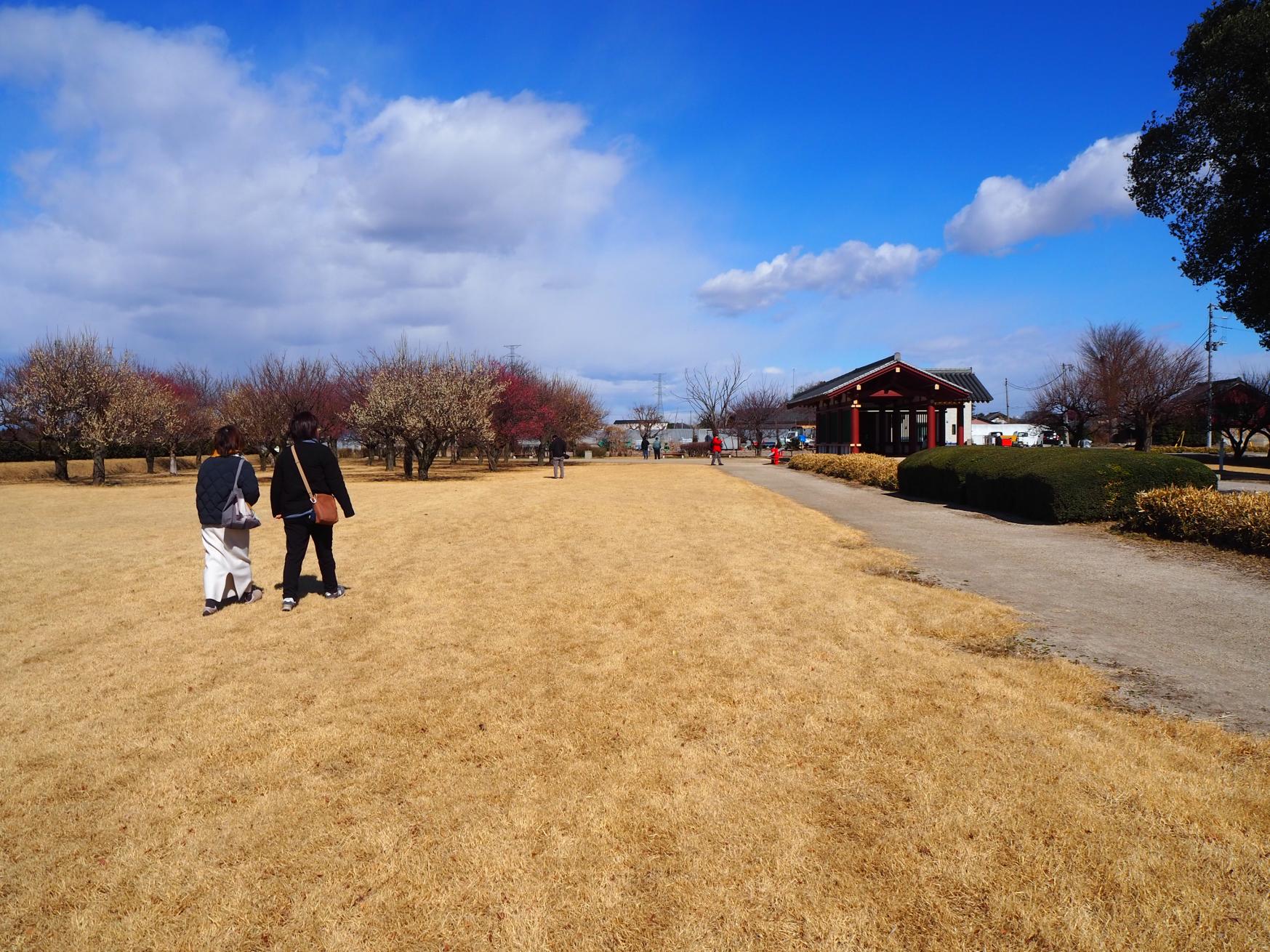 史跡地で梅の花見をする様子