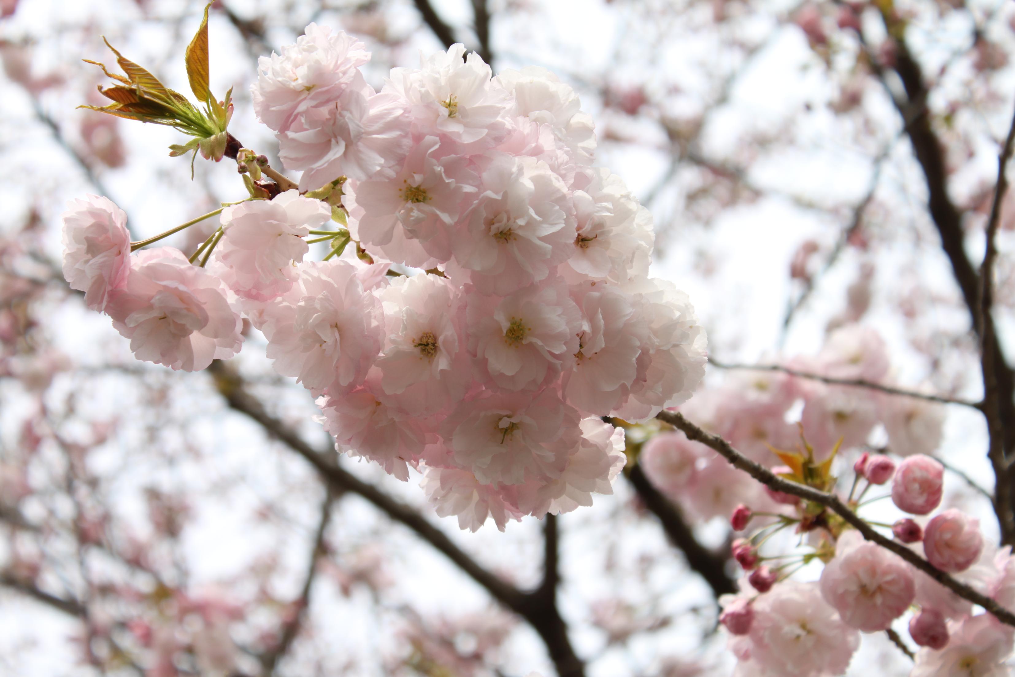 八重桜