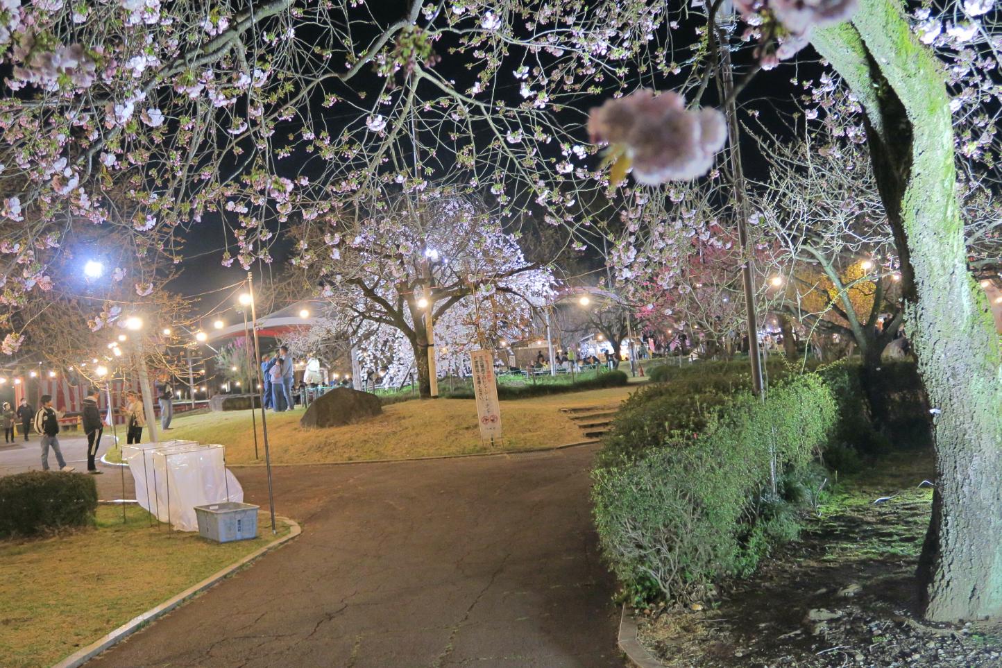 5.夜桜(2)