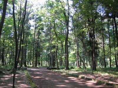 1.平地林