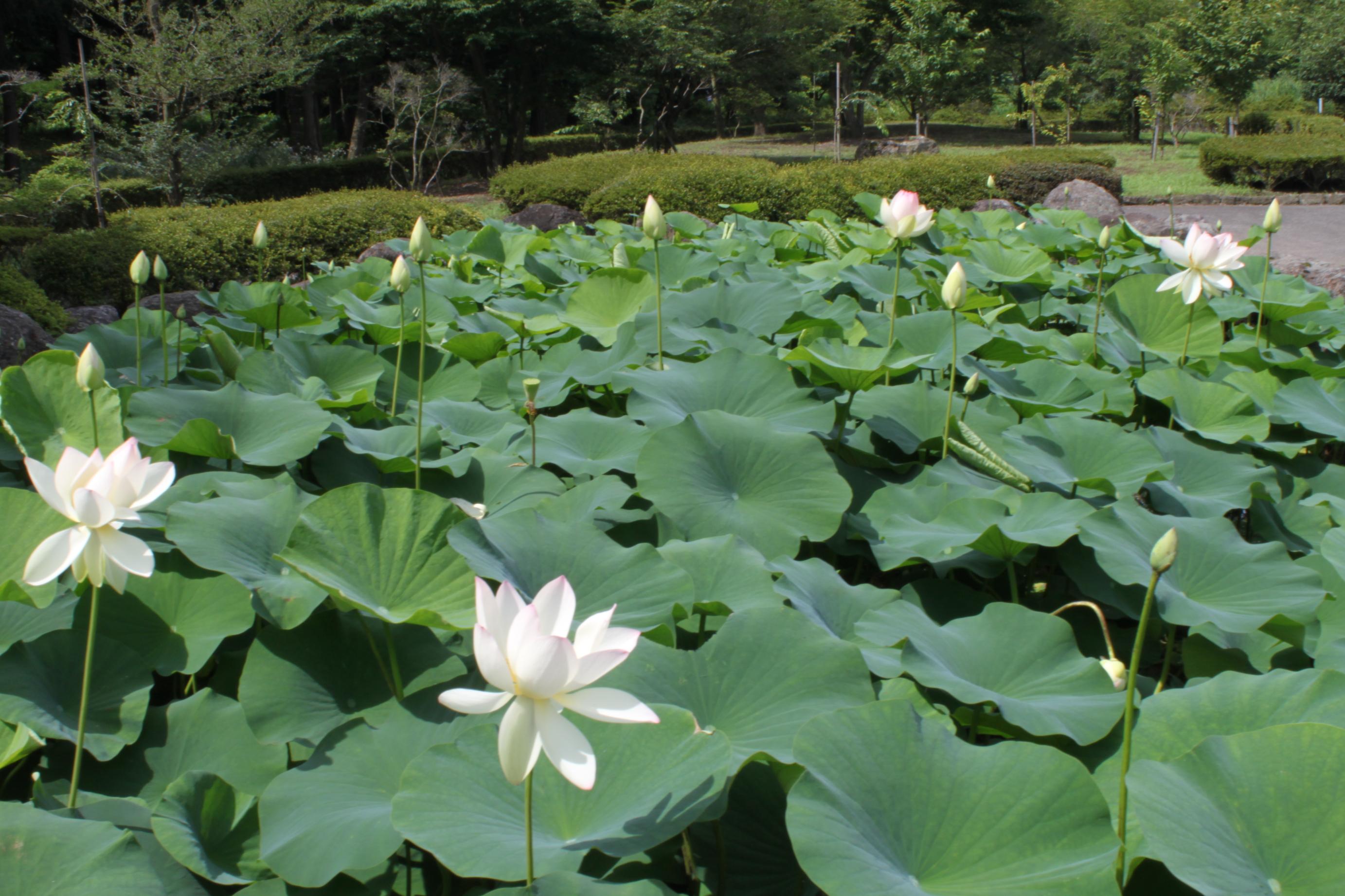 4.蓮池（白）