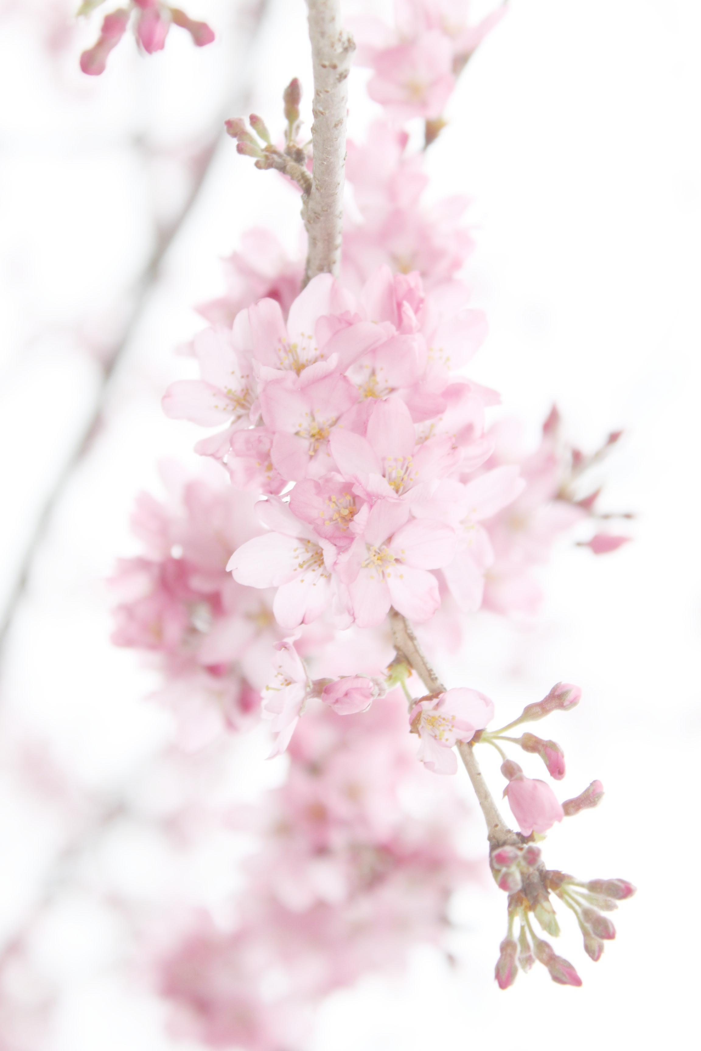 桜下向き