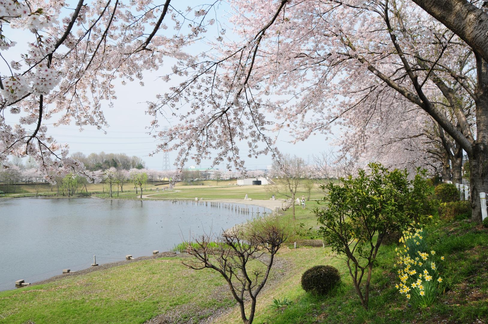 公園の様子