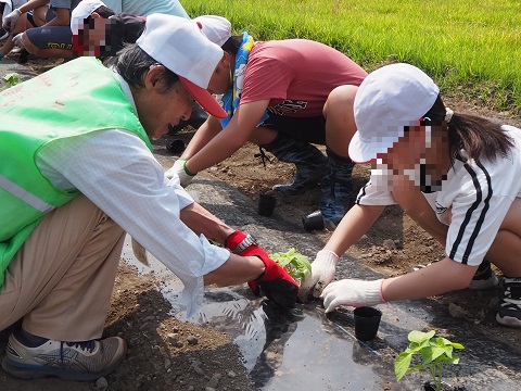 A班エゴマ苗移植の様子1