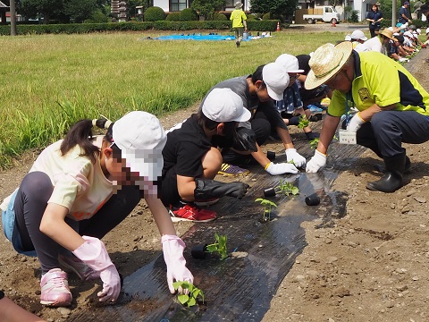 A班エゴマ苗移植の様子2