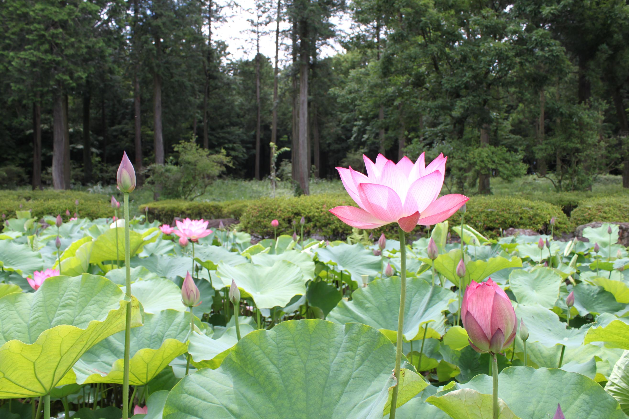 天平の丘公園【7月、8月は蓮が見頃です】