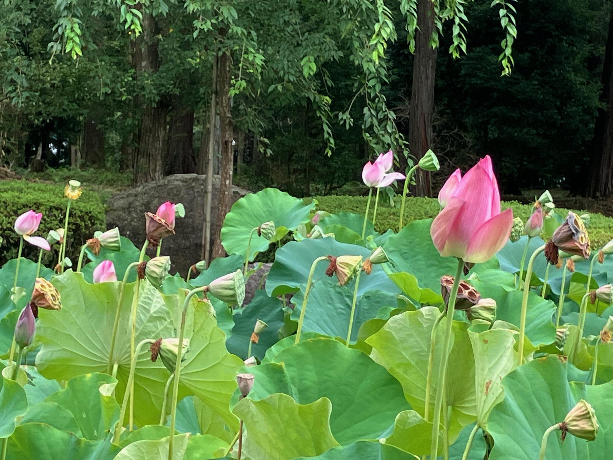 ぐらで1