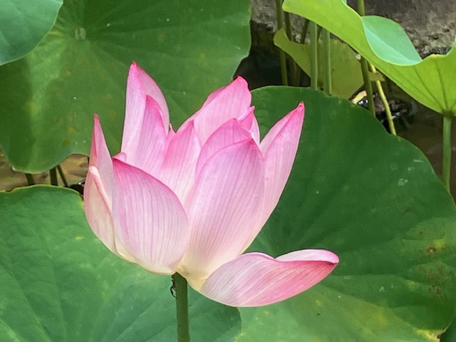 枯れかけ2