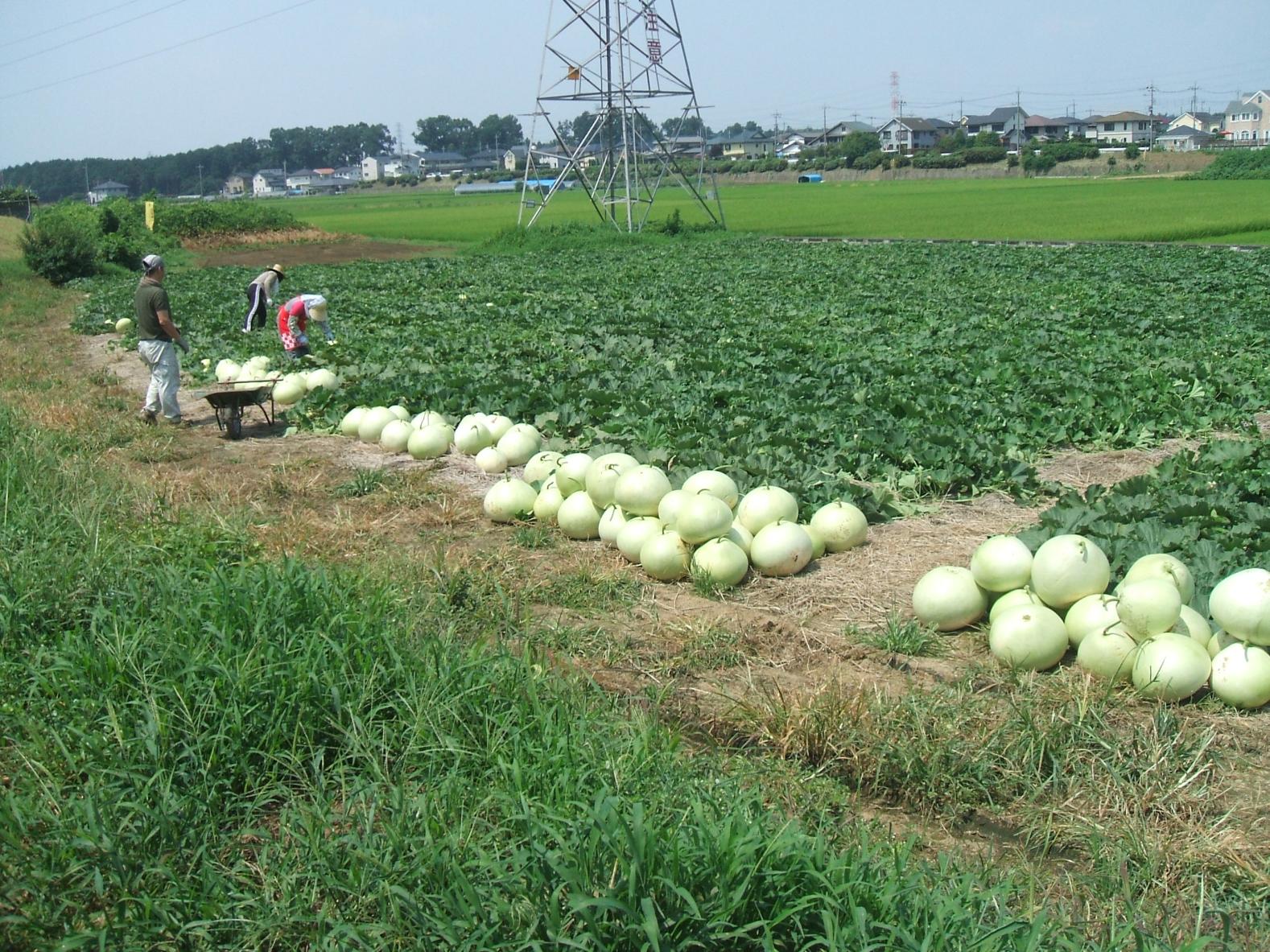 かんぴょう畑収穫