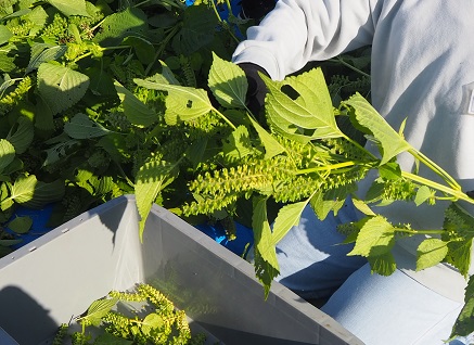 【下野薬師寺歴史館】南河内小中学校『ふるさと学習』を行いました