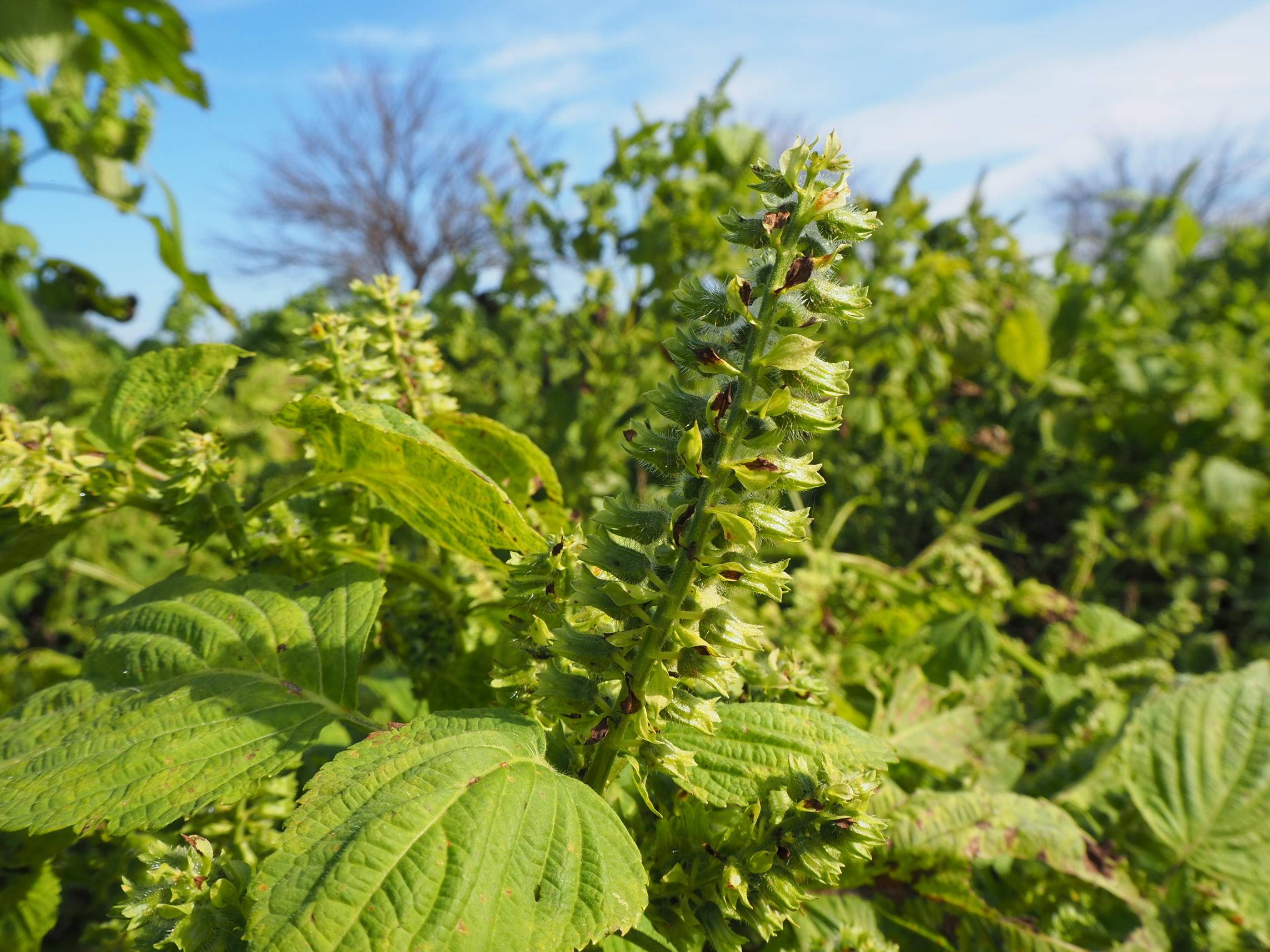 エゴマアップ エゴマアップ