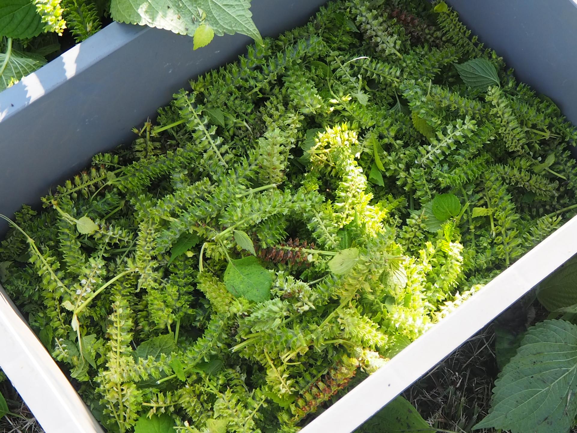 刈り取ったエゴマ 刈り取ったエゴマ