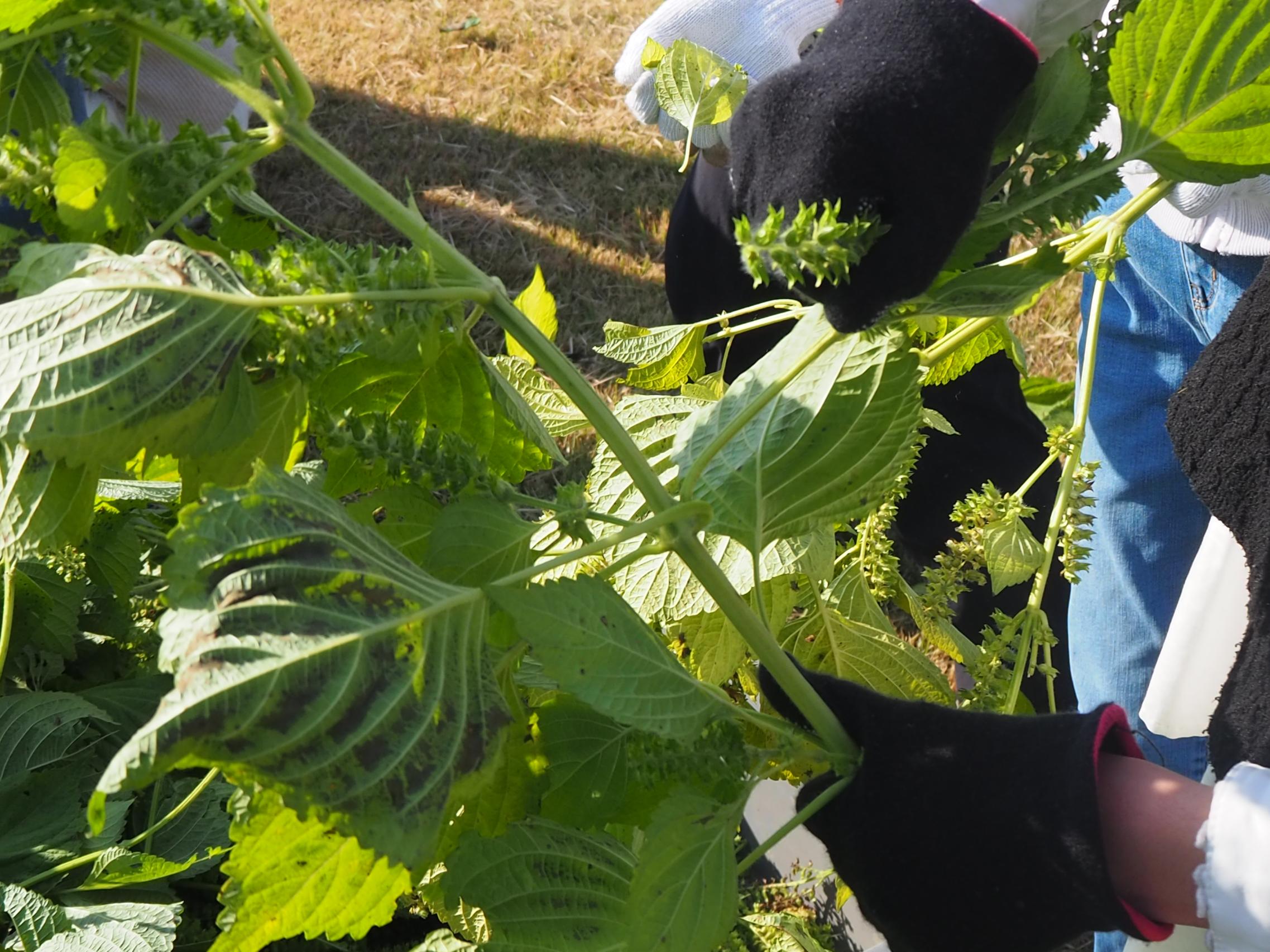 葉っぱを落とす様子 葉っぱを落とす様子