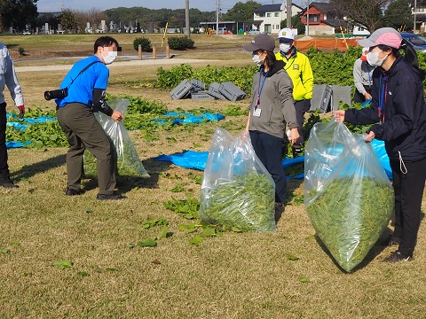 収穫後のエゴマ 収穫後のエゴマ