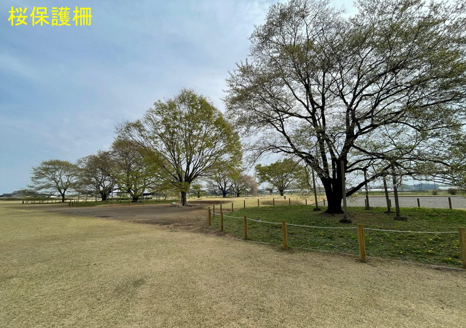 桜保護柵