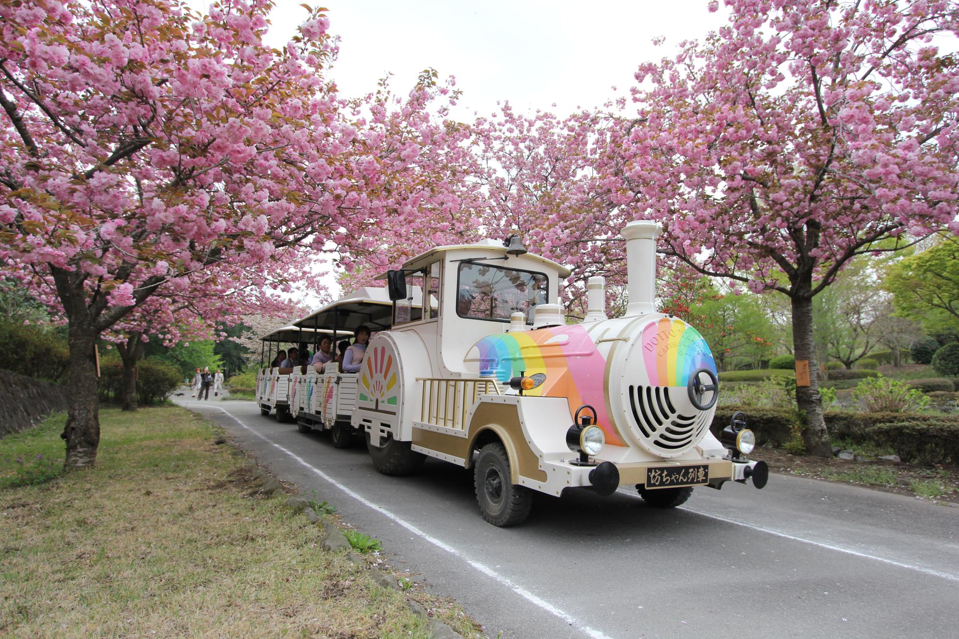 花まつり・坊ちゃん列車 花まつり・坊ちゃん列車