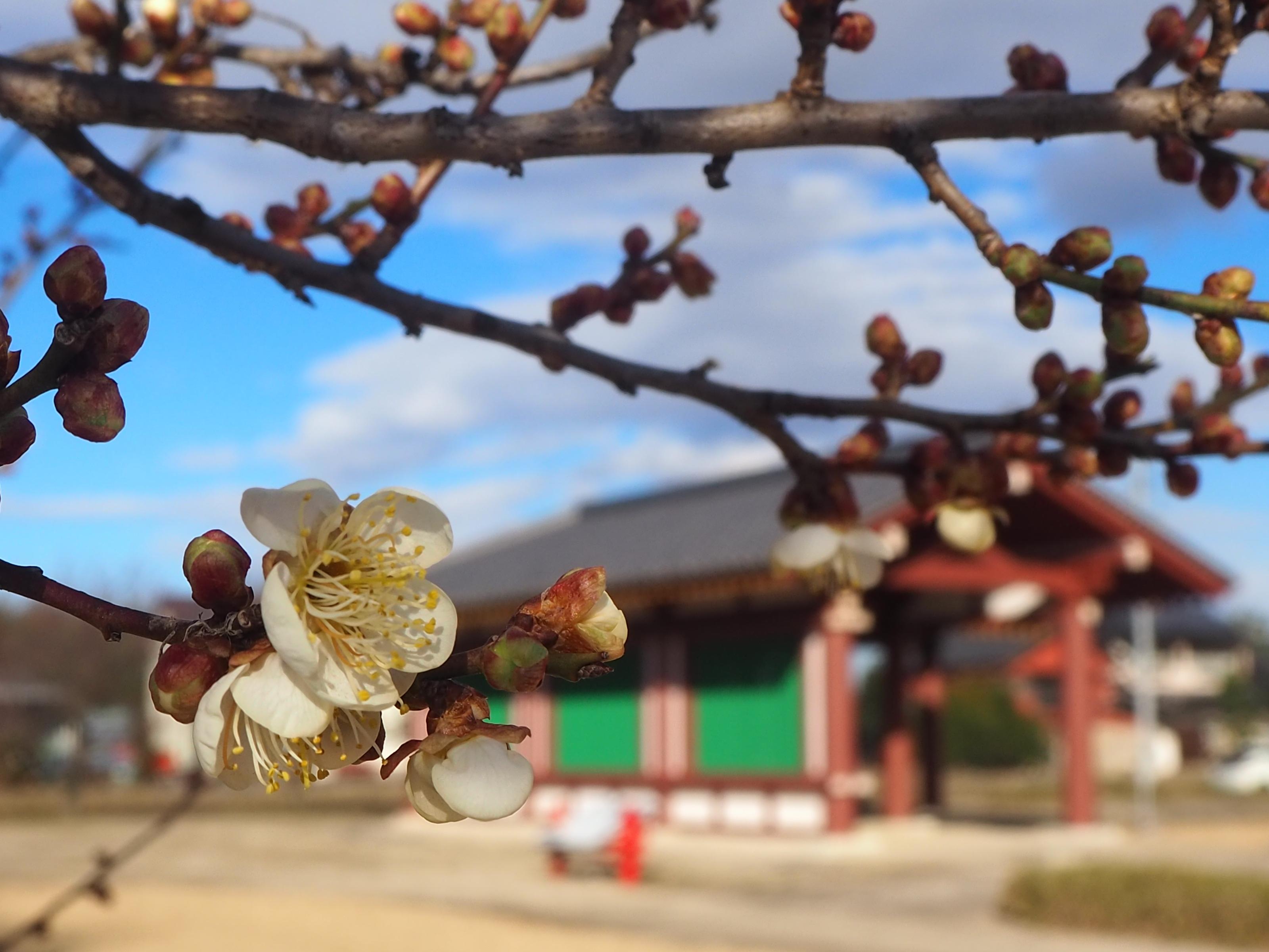 下野薬師寺跡 梅の開花状況