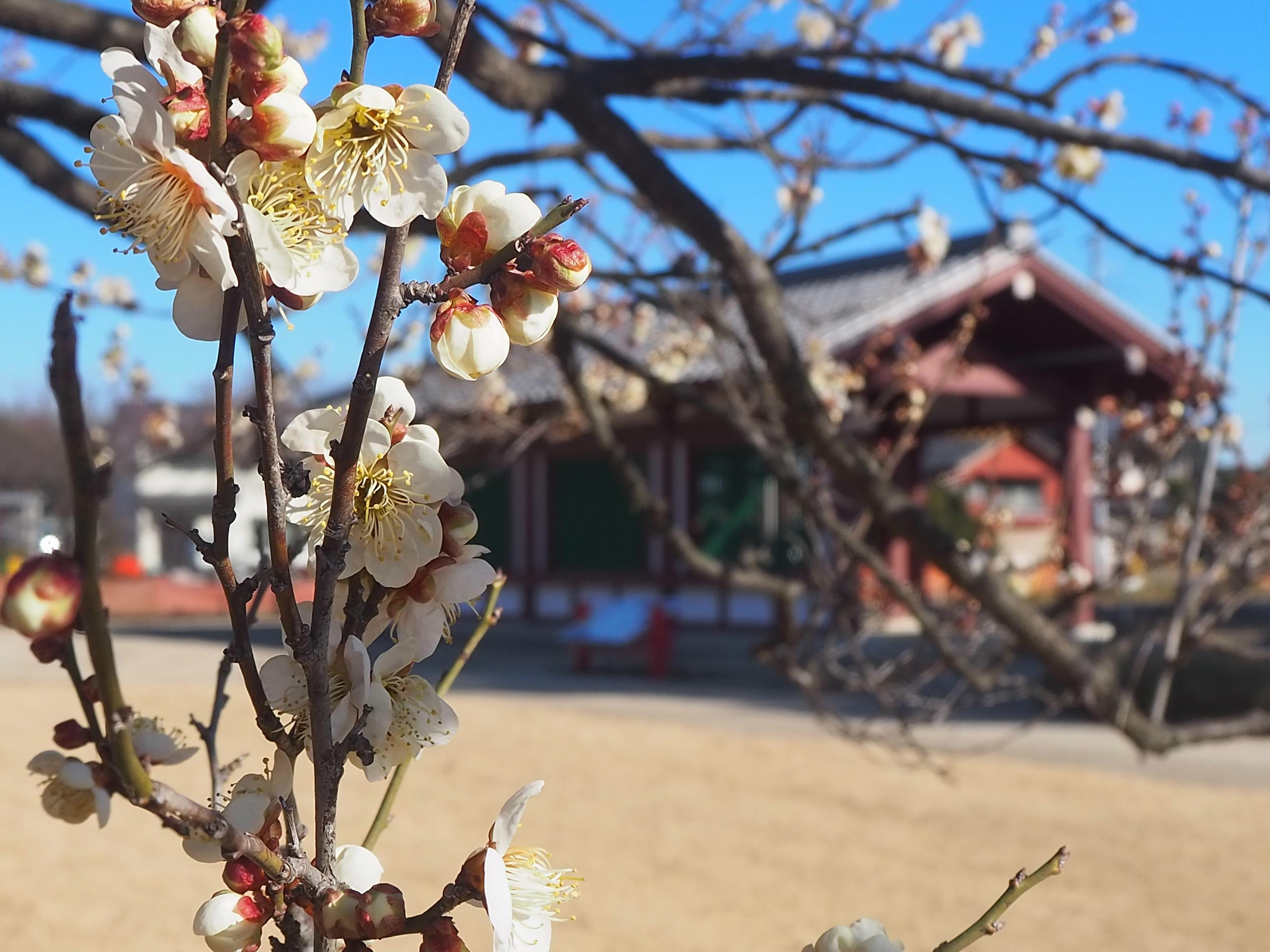 下野薬師寺跡 梅の開花状況