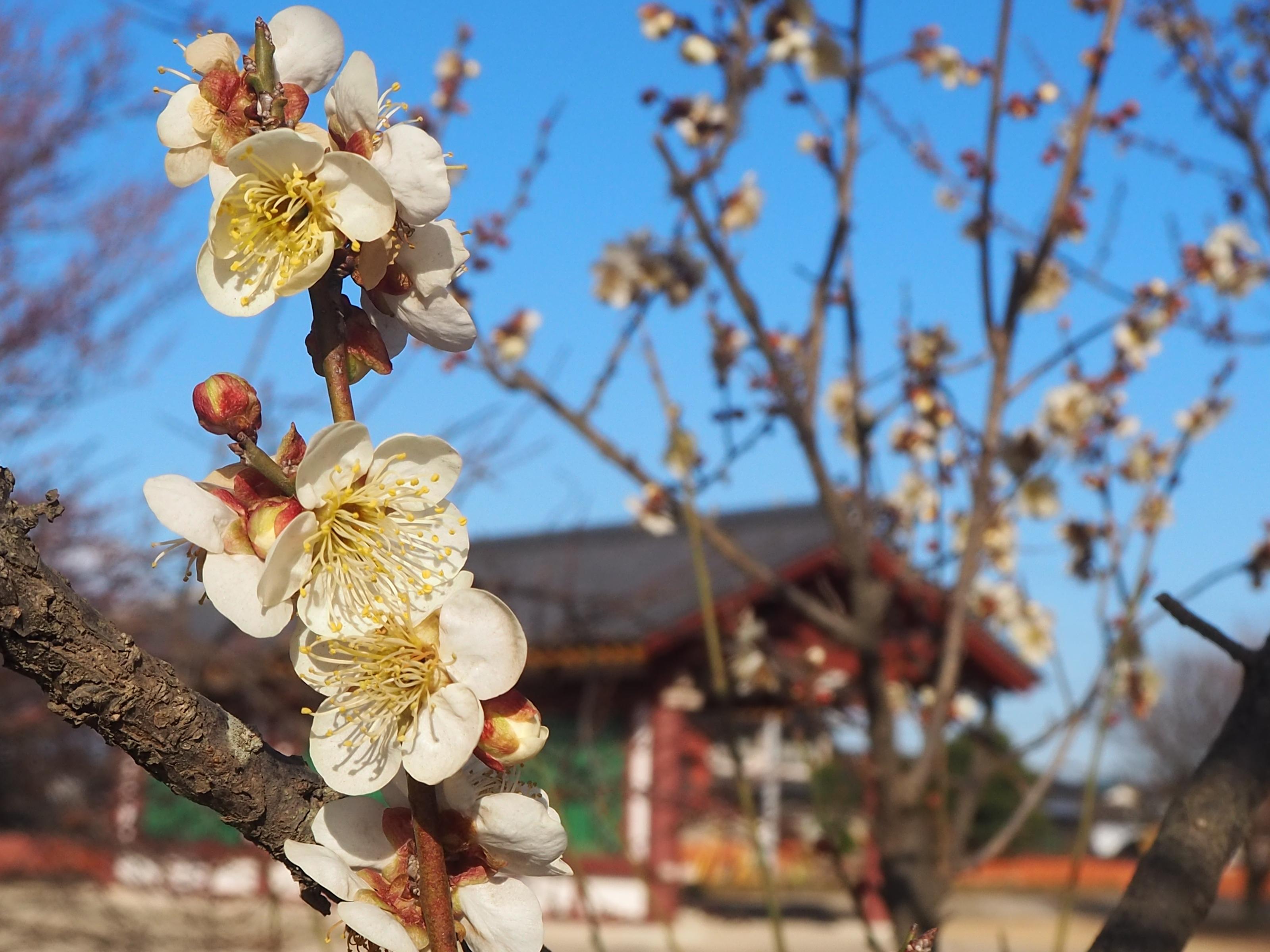 下野薬師寺跡 梅の開花状況