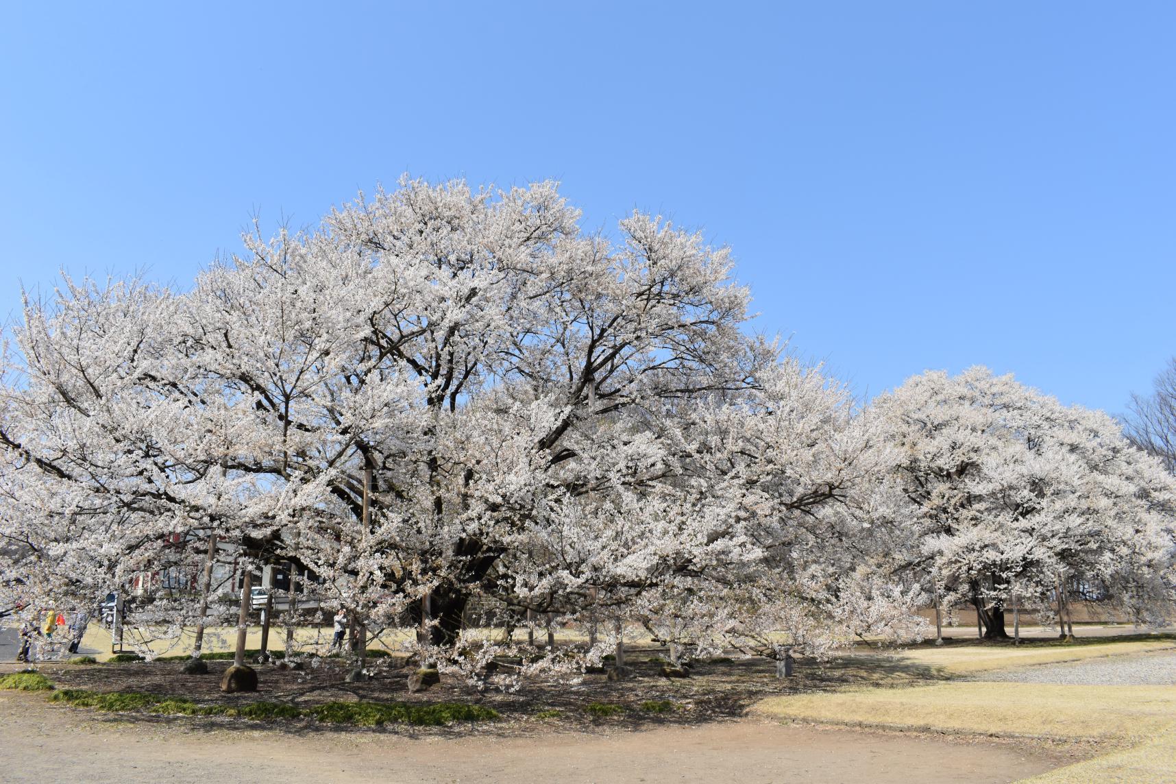 早咲きの桜から春の訪れを満喫！【天平の丘公園・天平の花まつり】