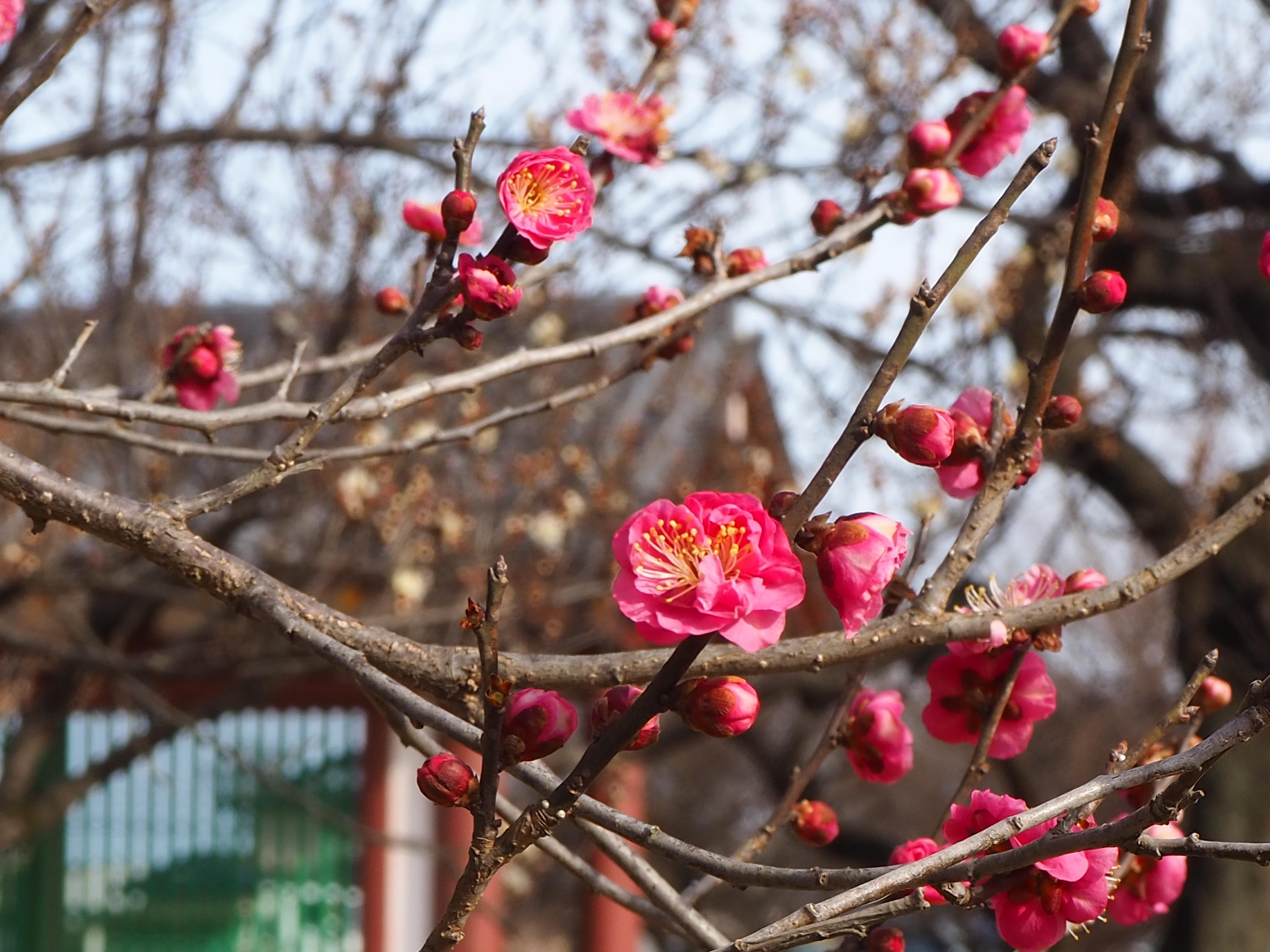下野薬師寺跡 梅の開花状況