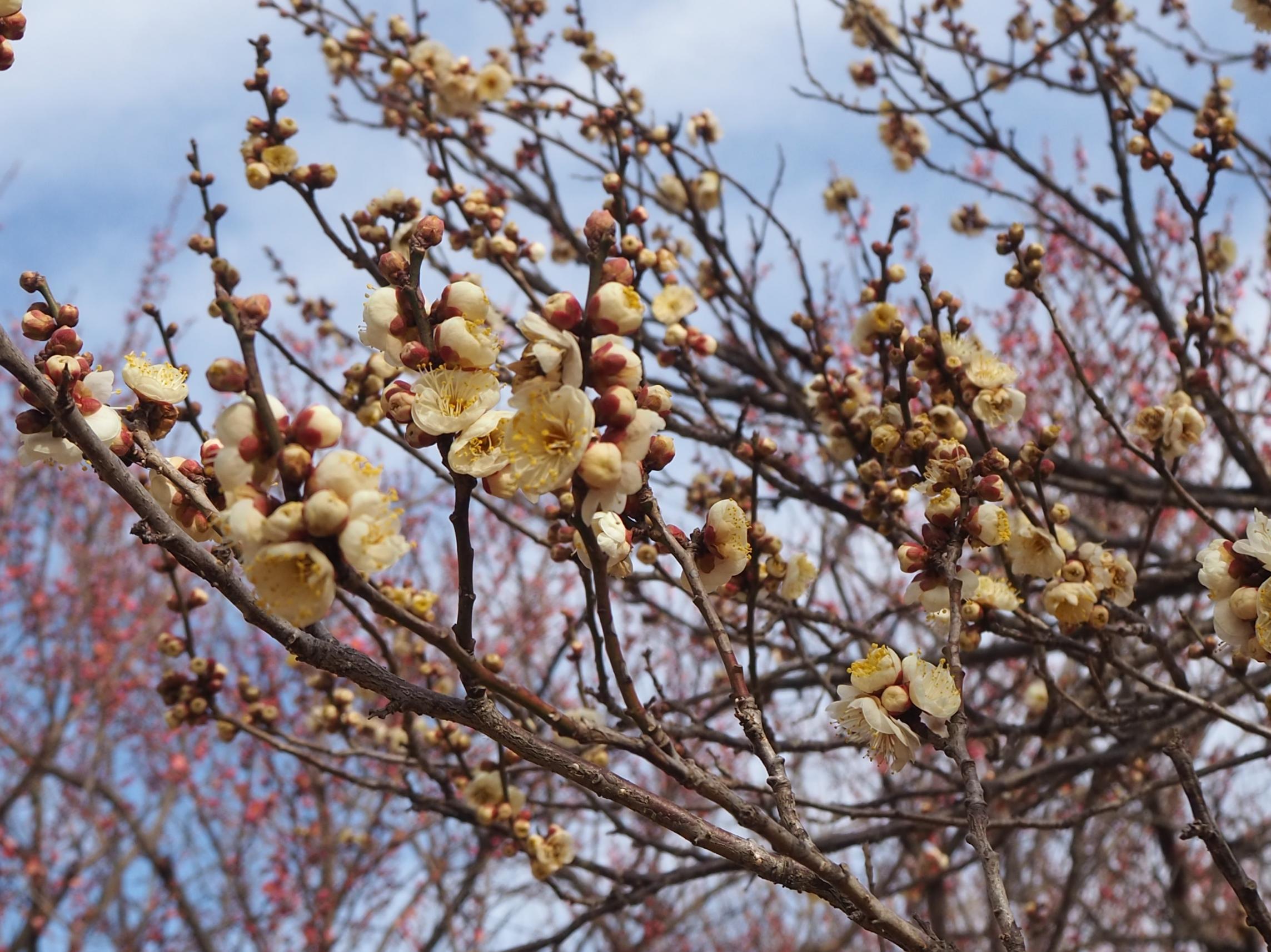 これから開花しそうな白梅