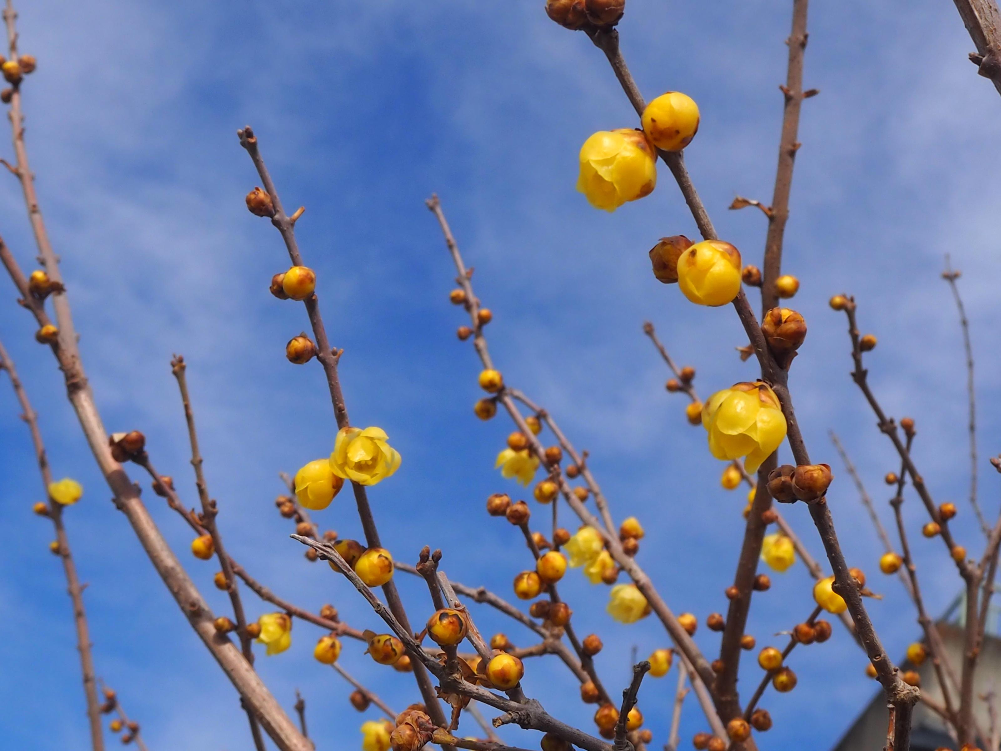 ロウバイアップ
