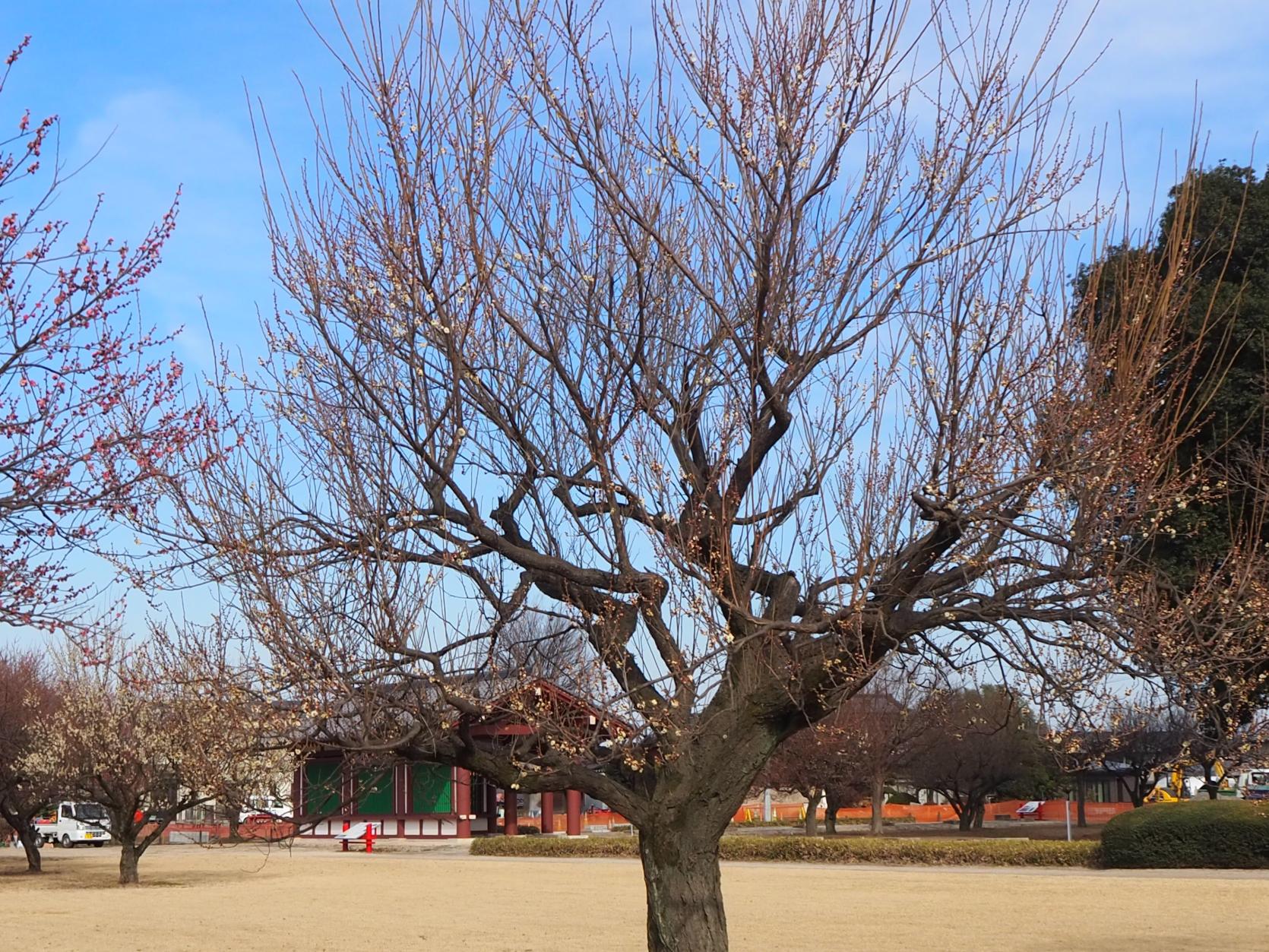 中盤の白梅全体