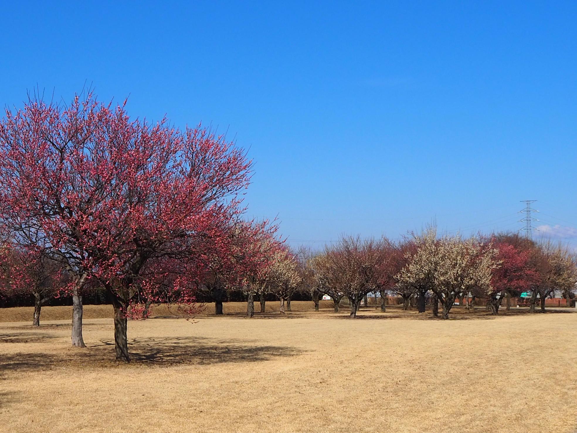 史跡地全体 史跡地全体