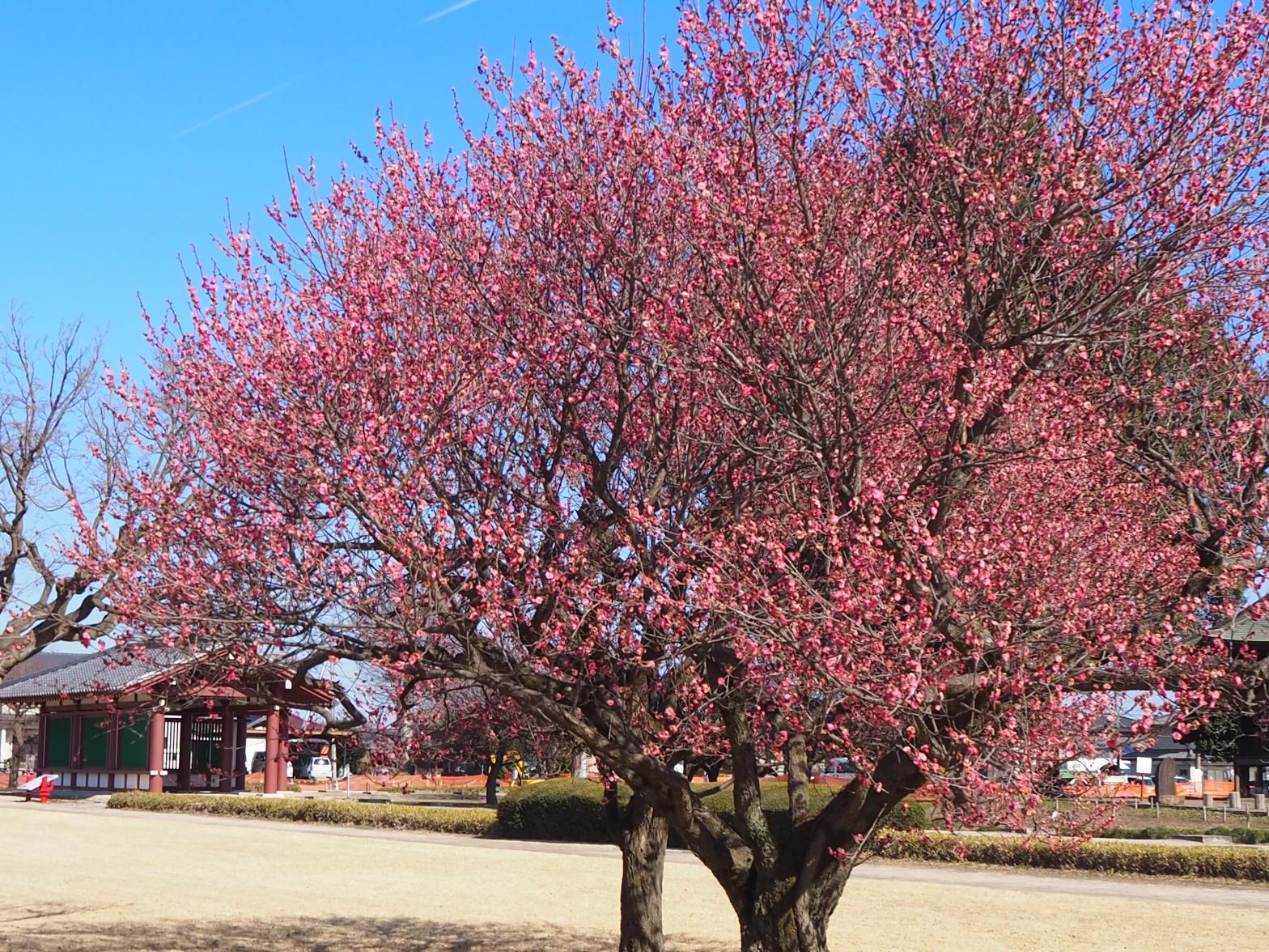 紅梅全体 紅梅全体