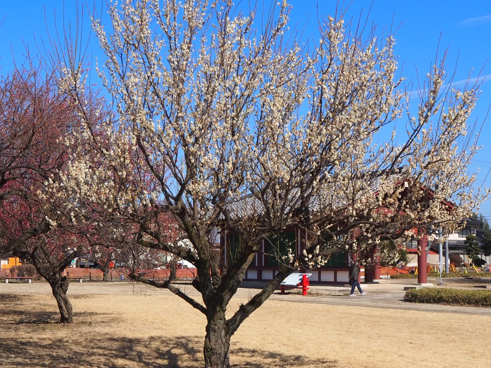 白梅全体 白梅全体